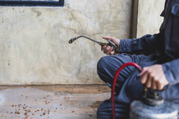 Best Flea Control Services  in Seymour, WI